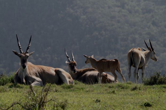 Lake Eland Wildlife